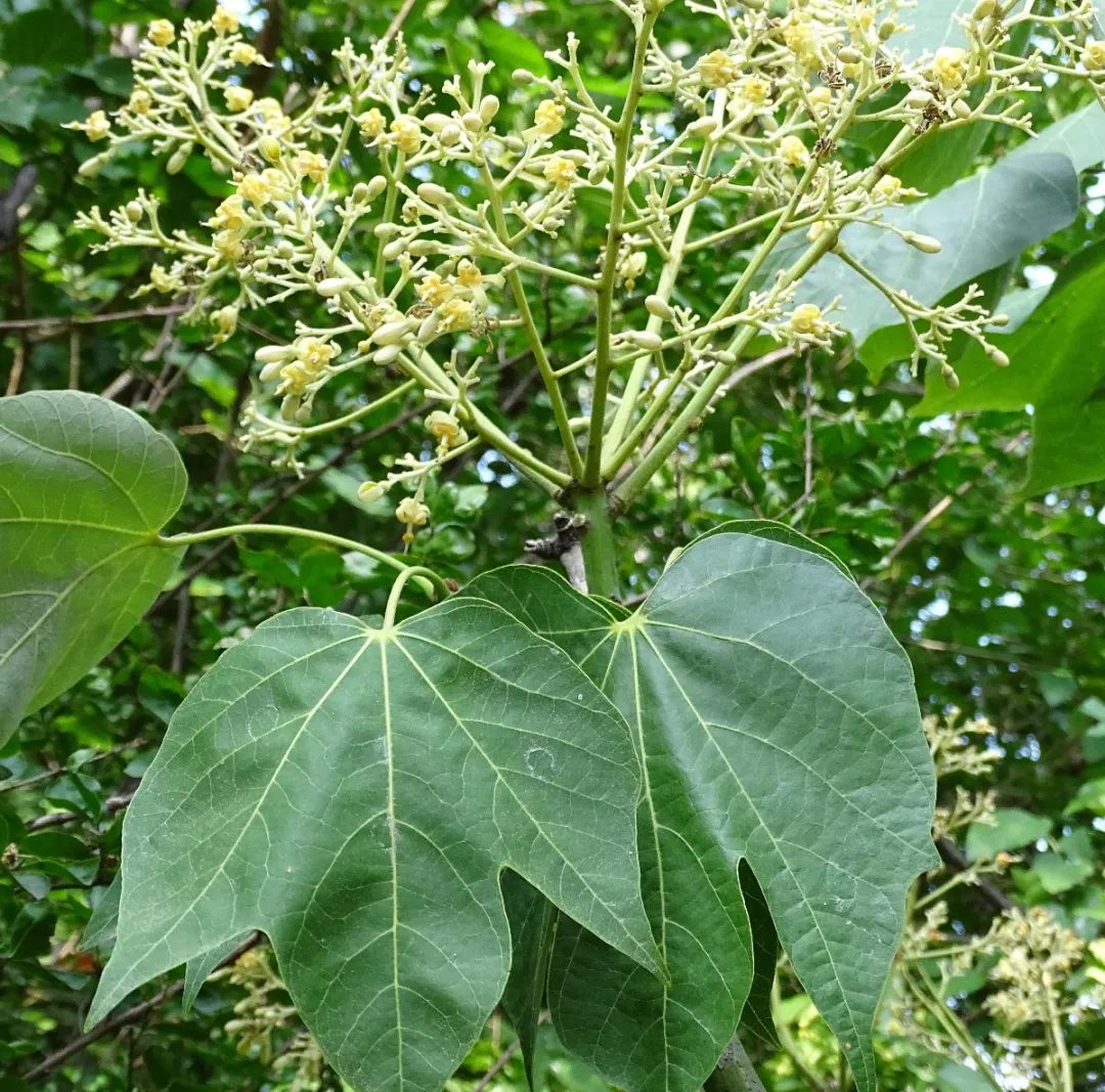 引金凤凰的是什么梧桐树,引凤梧桐最新消息