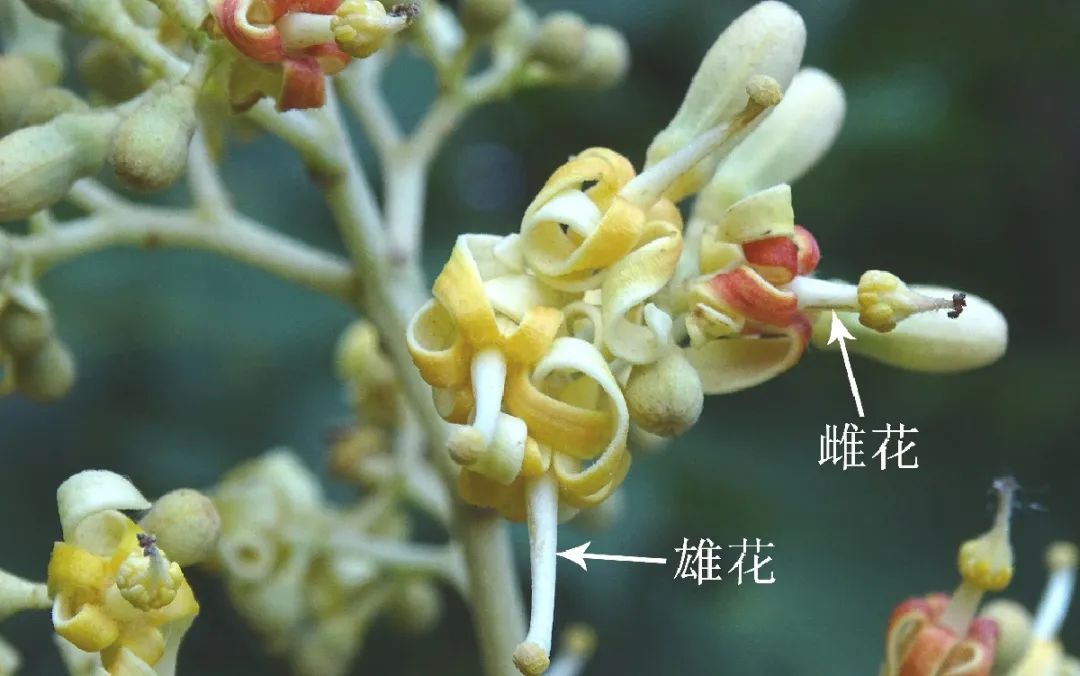 引金凤凰的是什么梧桐树,引凤梧桐最新消息