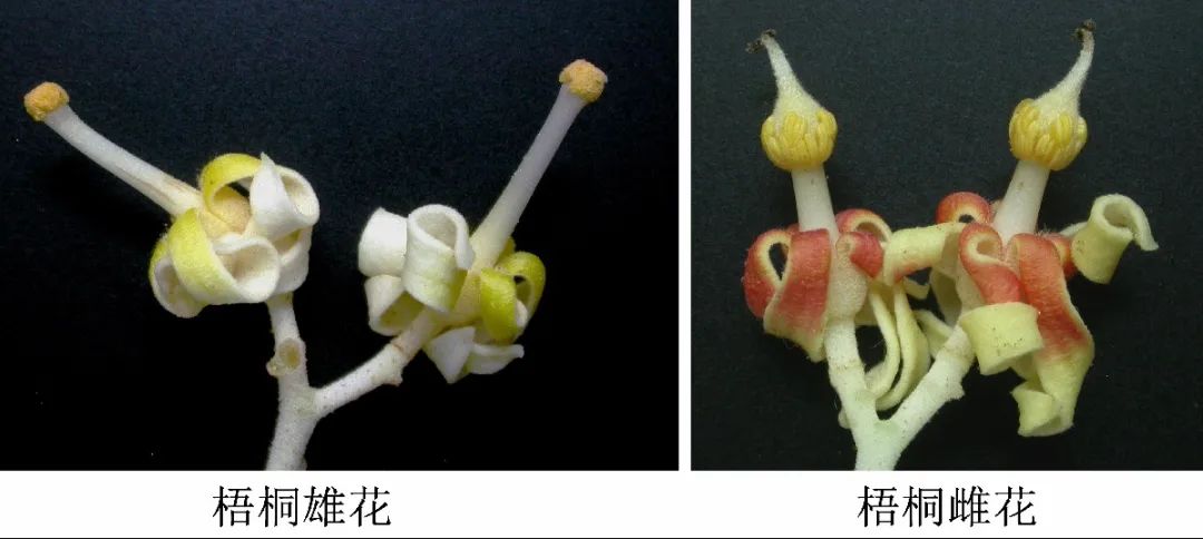 引金凤凰的是什么梧桐树,引凤梧桐最新消息