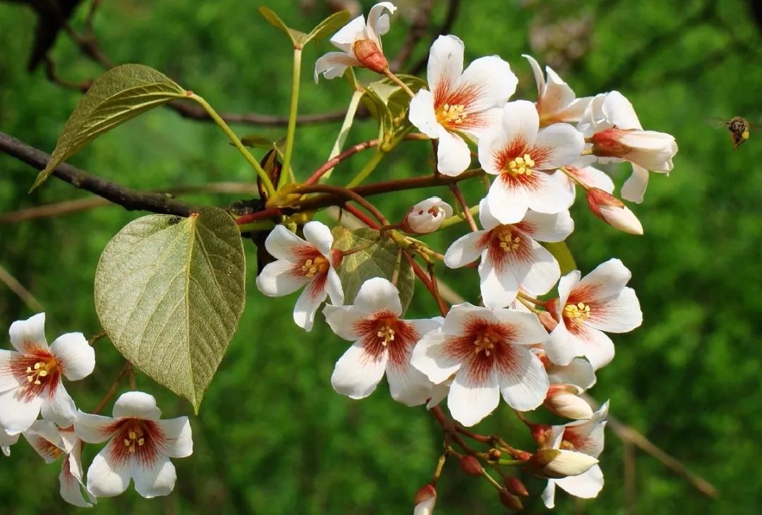 引金凤凰的是什么梧桐树,引凤梧桐最新消息