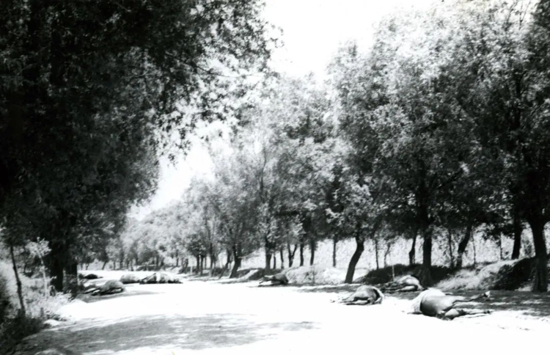 热爱和平但从未畏惧战争,因为热爱和平所以回望战争