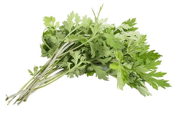 中医知识讲解艾草,艾草中医养生