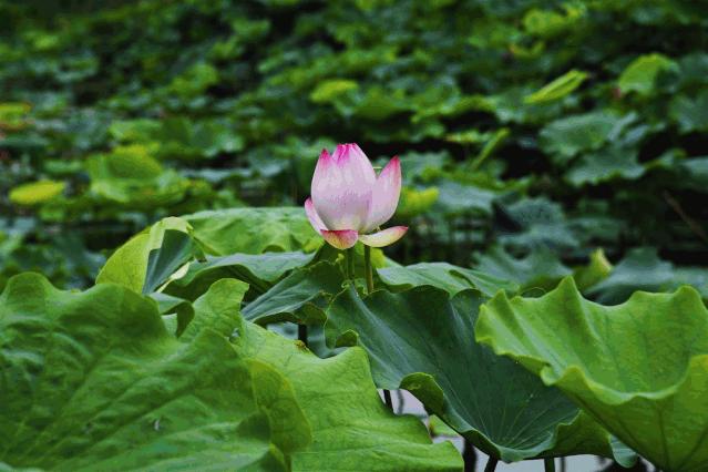 陕西石川河风景,大美石川河