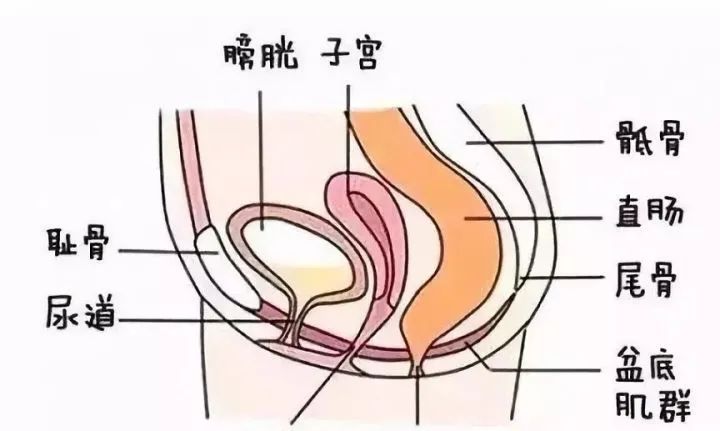 盆底治疗最好方法,盆底治疗都是治疗什么