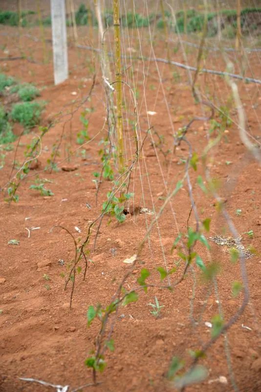 扶贫故事第三季,扶贫故事感动视频