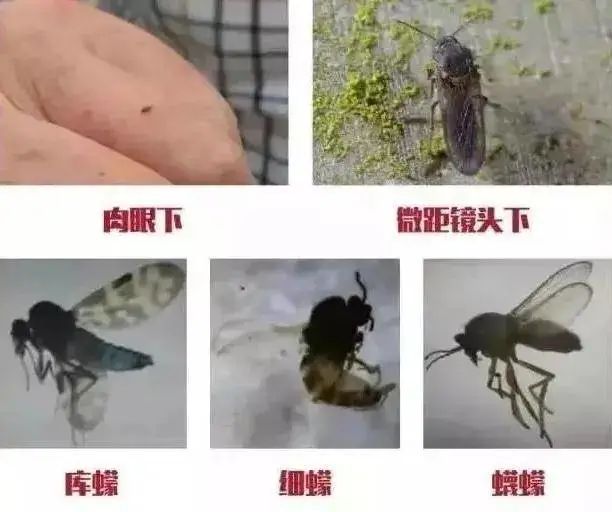 海南特别小的虫子跟小黑点一样大,海南好多黑色小虫子