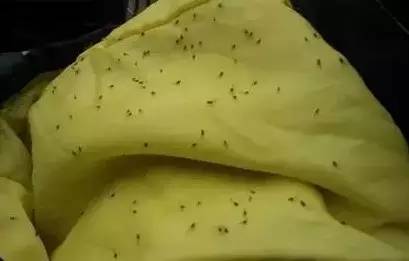 海南特别小的虫子跟小黑点一样大,海南好多黑色小虫子