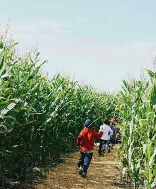 四步玩转亲子农场,周边好玩的亲子农场适合遛娃