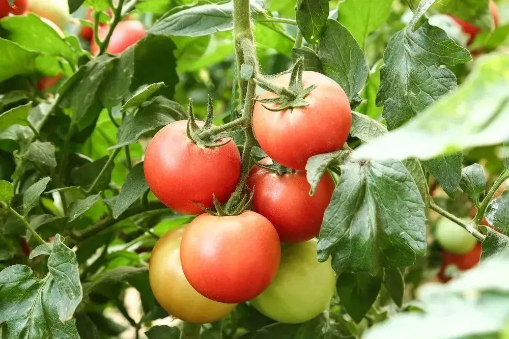 四步玩转亲子农场,周边好玩的亲子农场适合遛娃