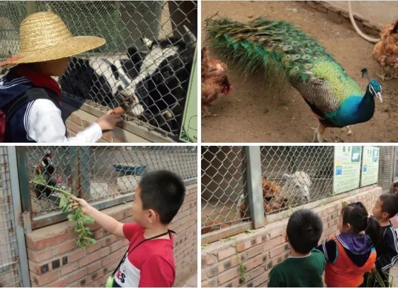 四步玩转亲子农场,周边好玩的亲子农场适合遛娃