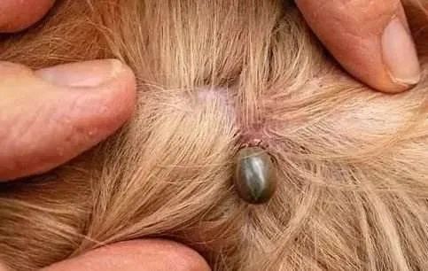 虫子爬到身体里,虫子爬到后背皮肤里面去了