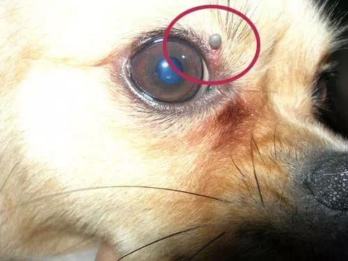 虫子爬到身体里,虫子爬到后背皮肤里面去了