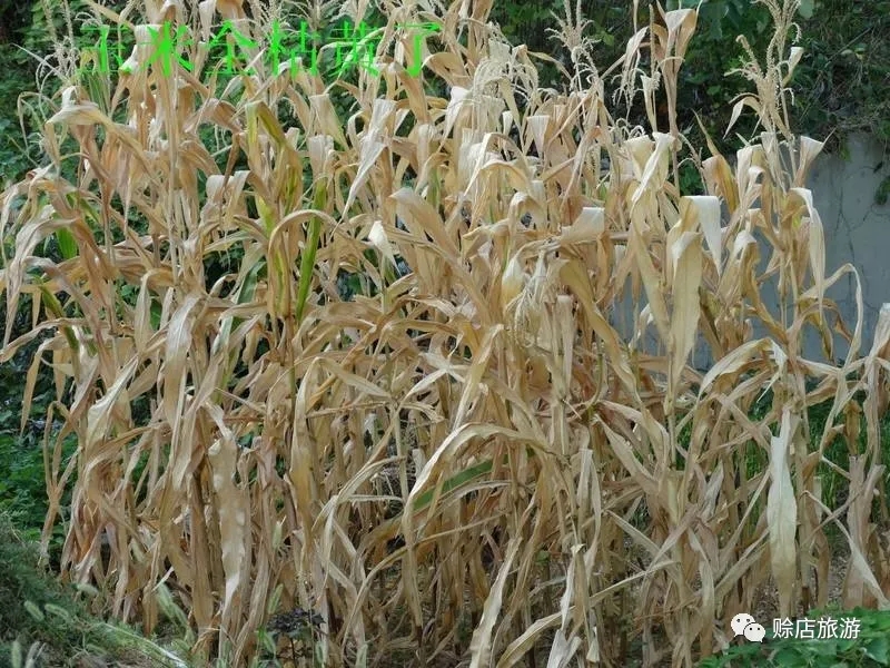 长篇小说郑长春,郑长春长篇小说全文