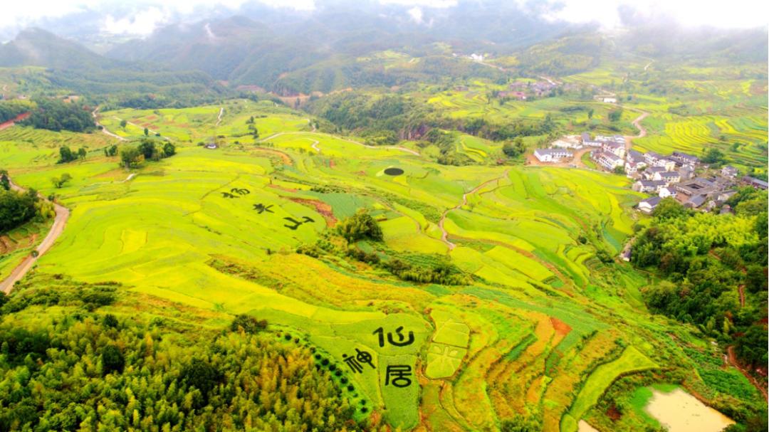 浙江省台州仙居县委书记林虹,2019年仙居县委书记林虹