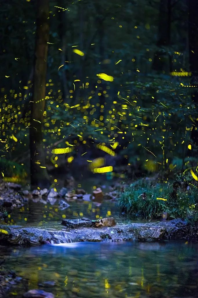 法布尔昆虫记萤火虫视频动画,法布尔昆虫记萤火虫绘本朗读