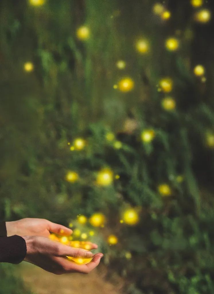 法布尔昆虫记萤火虫视频动画,法布尔昆虫记萤火虫绘本朗读