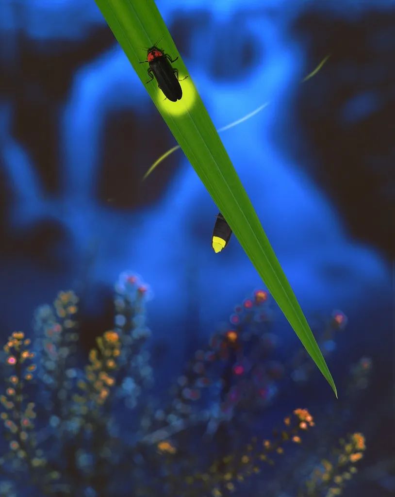 法布尔昆虫记萤火虫视频动画,法布尔昆虫记萤火虫绘本朗读