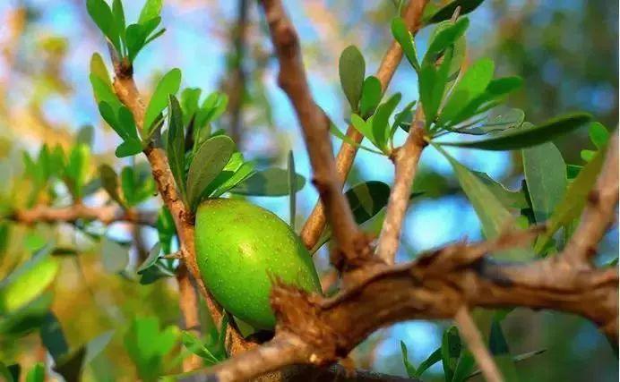 一招告别死皮老茧脚,去脚后跟老茧死皮的法子