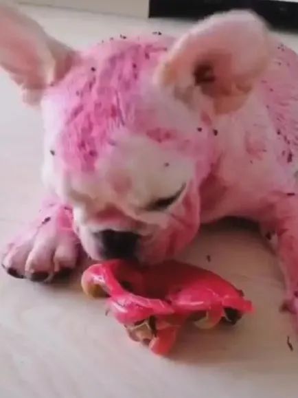 人喝醉之后到底有多搞笑,盘点喝醉的人有多搞笑