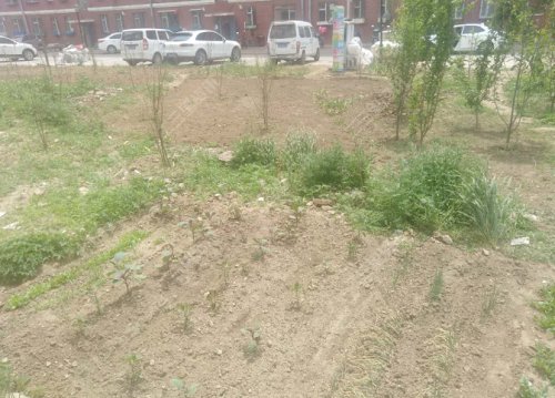 「帮办第81期」辽源银河花园小片荒“死灰复燃”了？社区：头疼