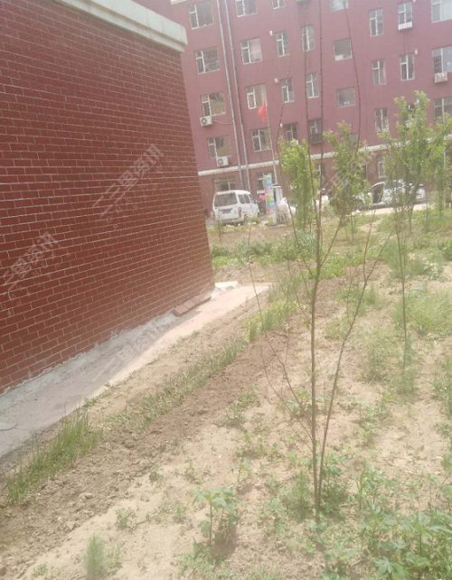 「帮办第81期」辽源银河花园小片荒“死灰复燃”了？社区：头疼