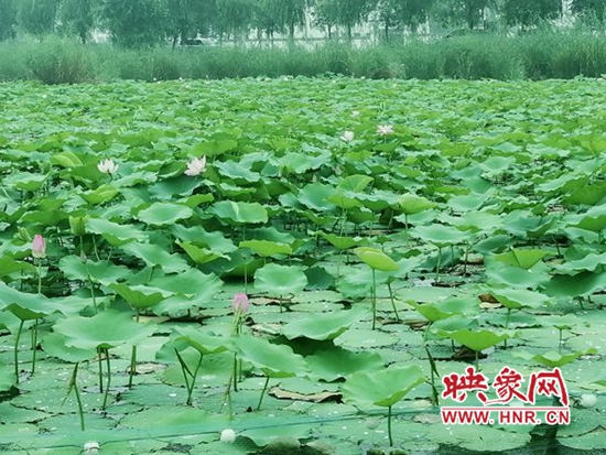 邻家小荷花已香淮阳万亩龙湖待客来
