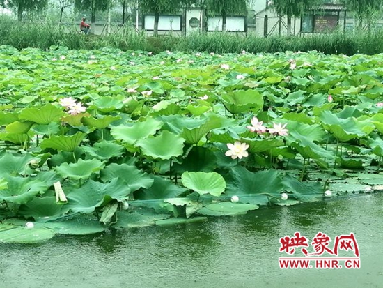 邻家小荷花已香淮阳万亩龙湖待客来
