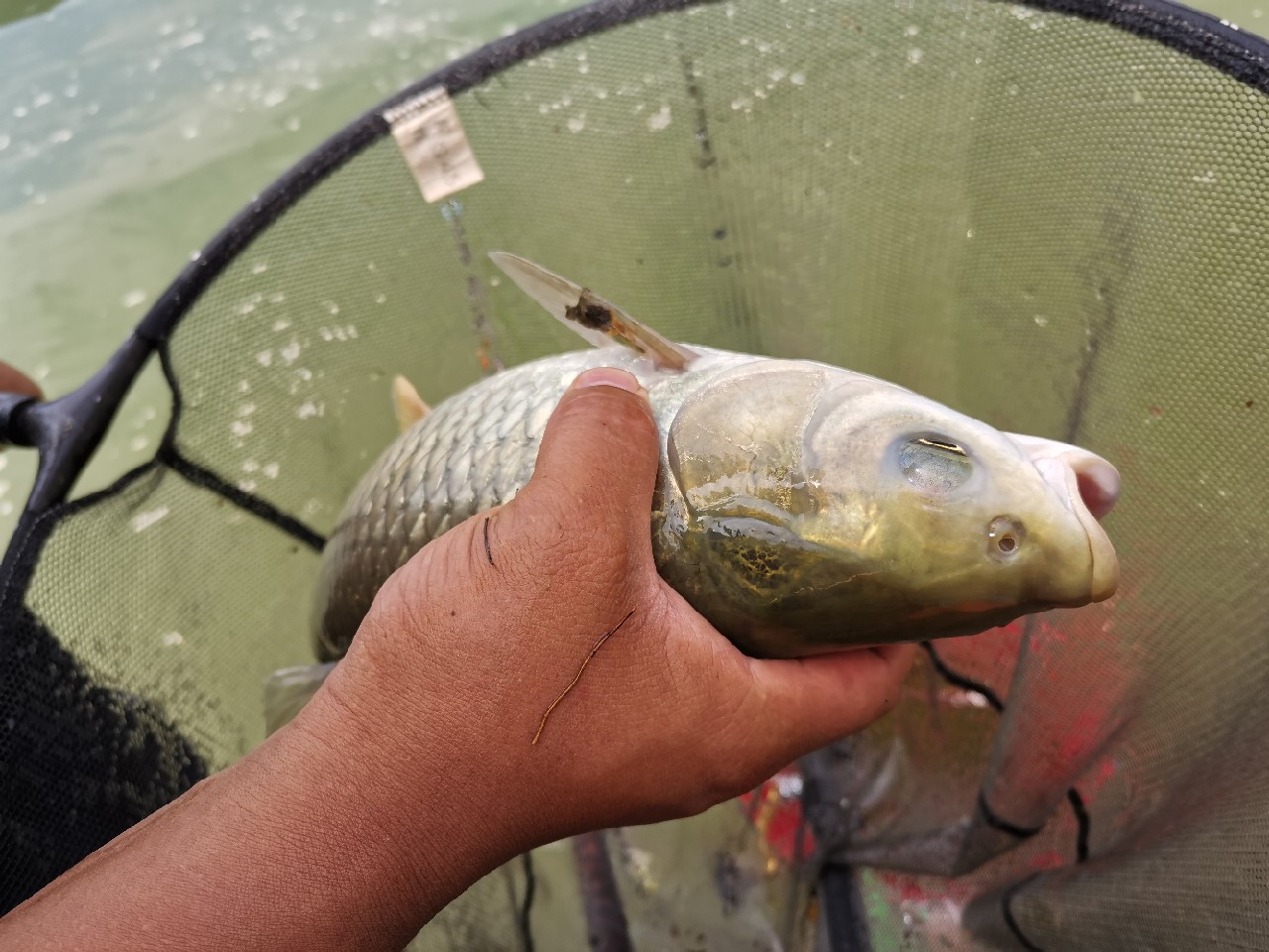 小康哥抽奖钓鱼,小康哥钓鱼最新视频