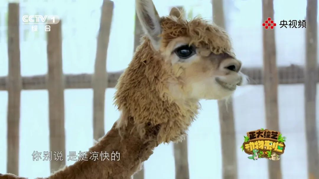 上“体育课”、怕打针，今天18:00档《动物来啦》带您看看动物们的成长烦恼