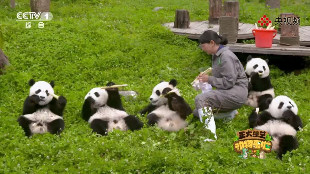 上“体育课”、怕打针，今天18:00档《动物来啦》带您看看动物们的成长烦恼