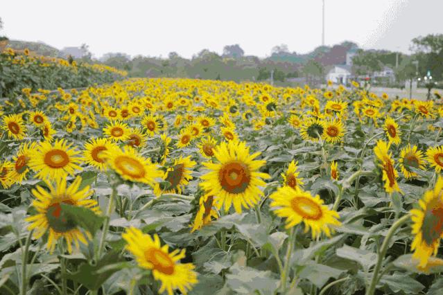 Whoopee!快来晒“太阳”~