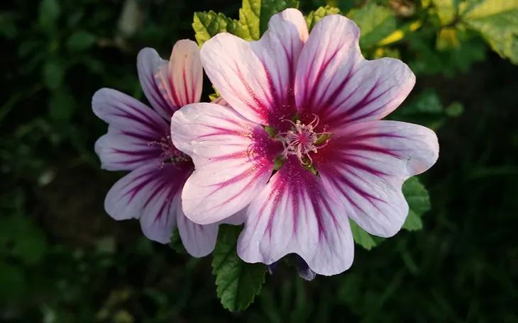 显白发色黄皮夏天,夏天适合染什么发色高级显白