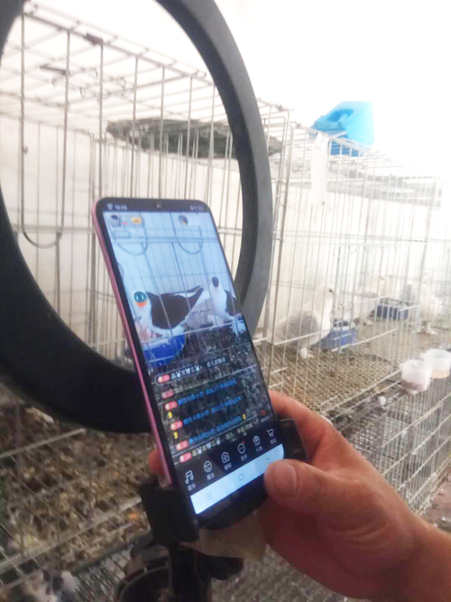 观赏鸽子直播售卖元宝鸽,点子观赏鸽出售直播