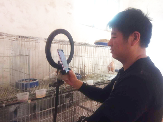 观赏鸽子直播售卖元宝鸽,点子观赏鸽出售直播