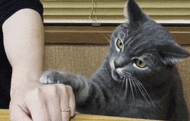 被流浪猫咬到没什么大事吧,不小心被猫咬了一口要打针么