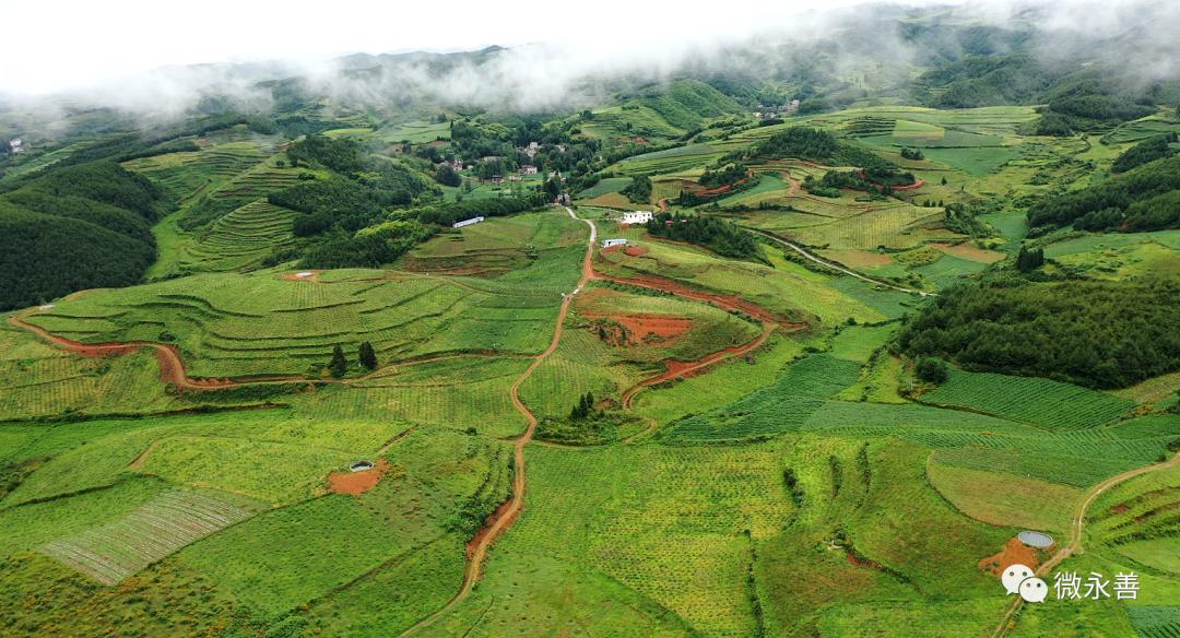 永善小贡椒种植基地,昭通永善县的支柱产业