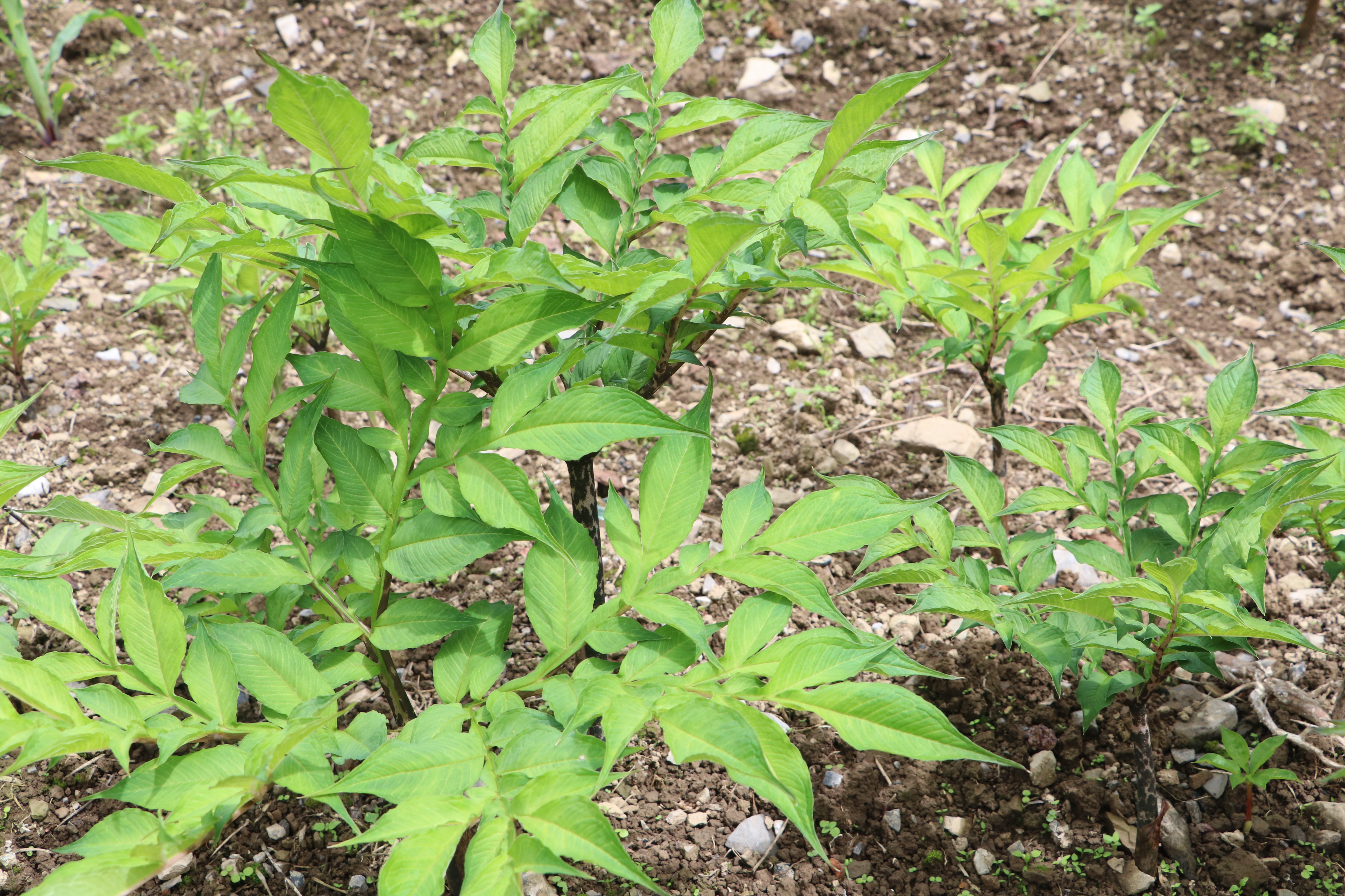 走向我们的小康生活37集,走向我们的小康23集