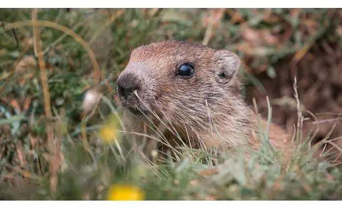 人间鼠疫病例,鼠疫的救治方法