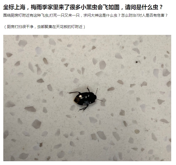 虫子入侵,外星怪虫入侵