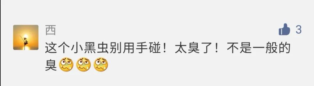 虫子入侵,外星怪虫入侵