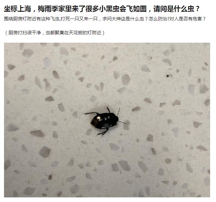 农村发现小黑虫,请问家里出现的这种小黑虫是什么