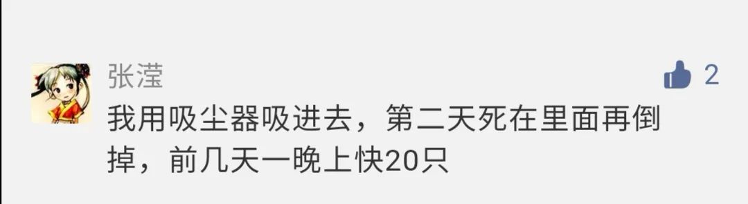 农村发现小黑虫,请问家里出现的这种小黑虫是什么