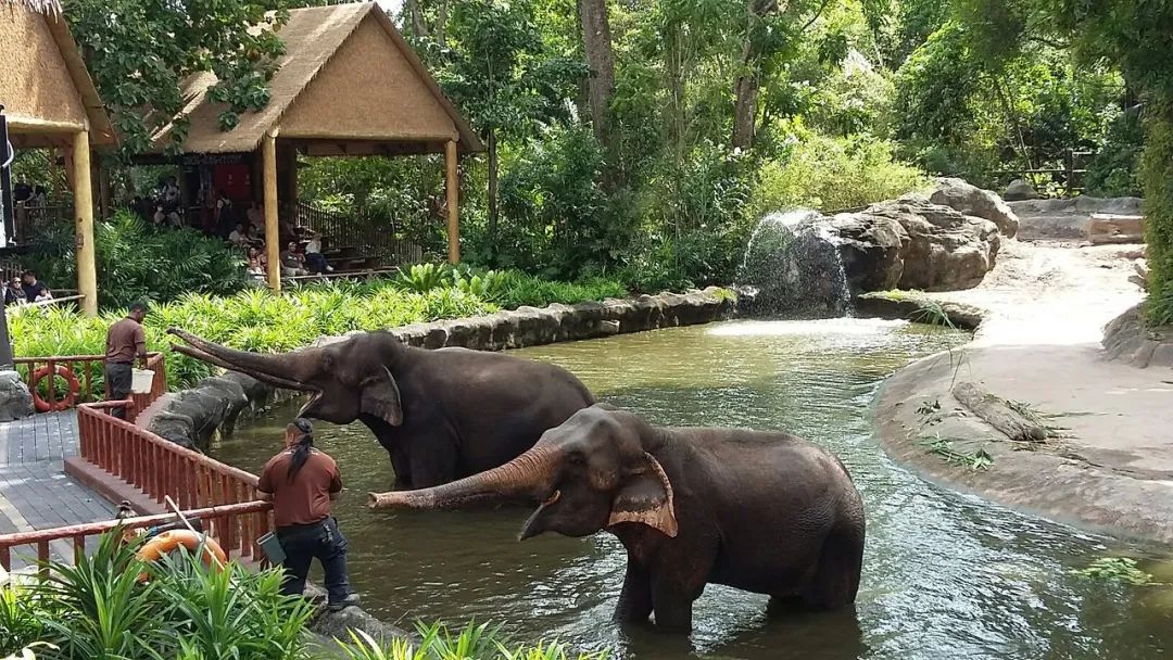 去动物园里散步才是正经事,逛动物园是件正经事表达什么