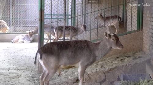 去动物园里散步才是正经事,逛动物园是件正经事表达什么