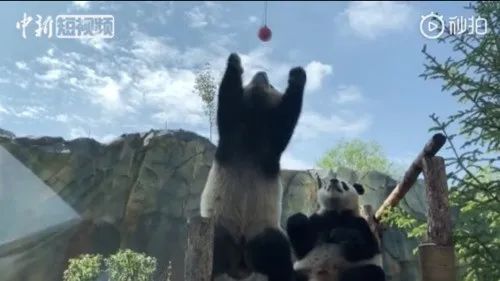 去动物园里散步才是正经事,逛动物园是件正经事表达什么