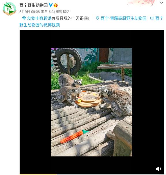 去动物园里散步才是正经事,逛动物园是件正经事表达什么