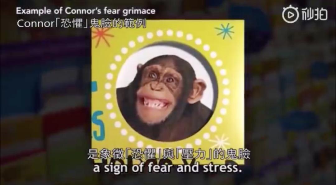 去动物园里散步才是正经事,逛动物园是件正经事表达什么