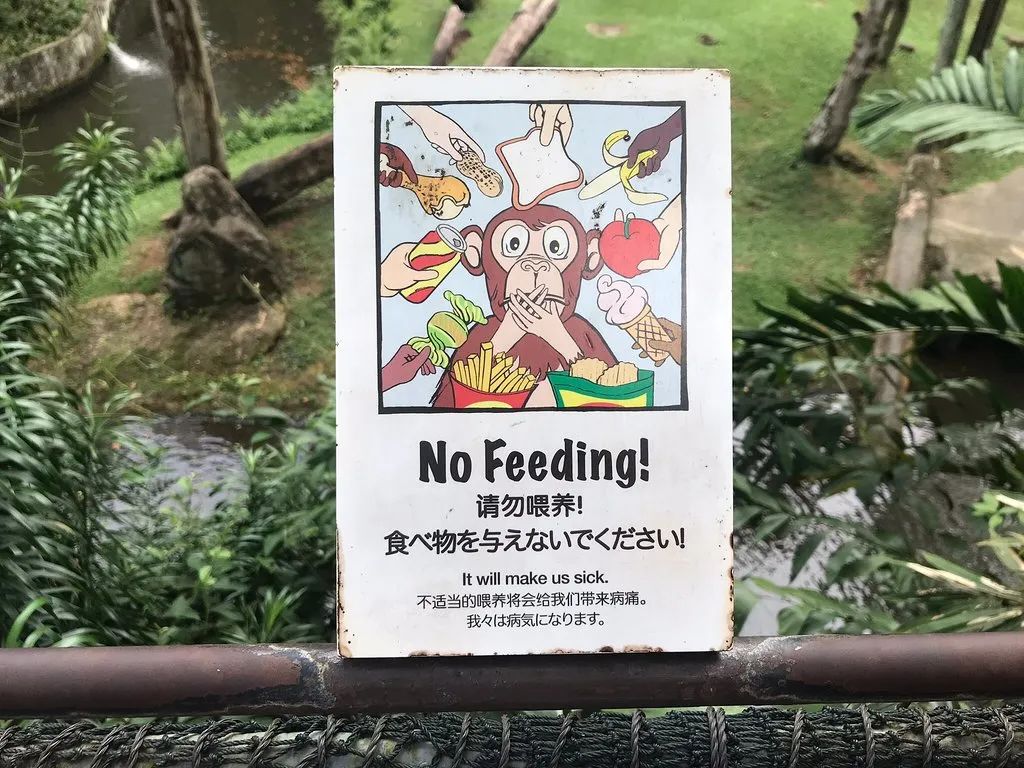 去动物园里散步才是正经事,逛动物园是件正经事表达什么