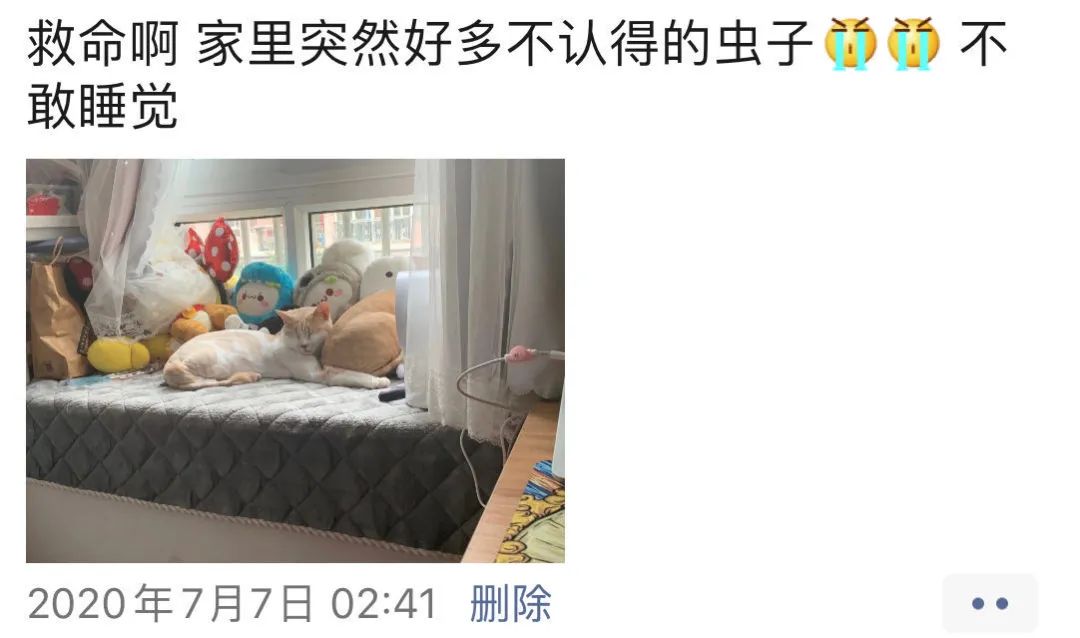 农村发现小黑虫,请问家里出现的这种小黑虫是什么