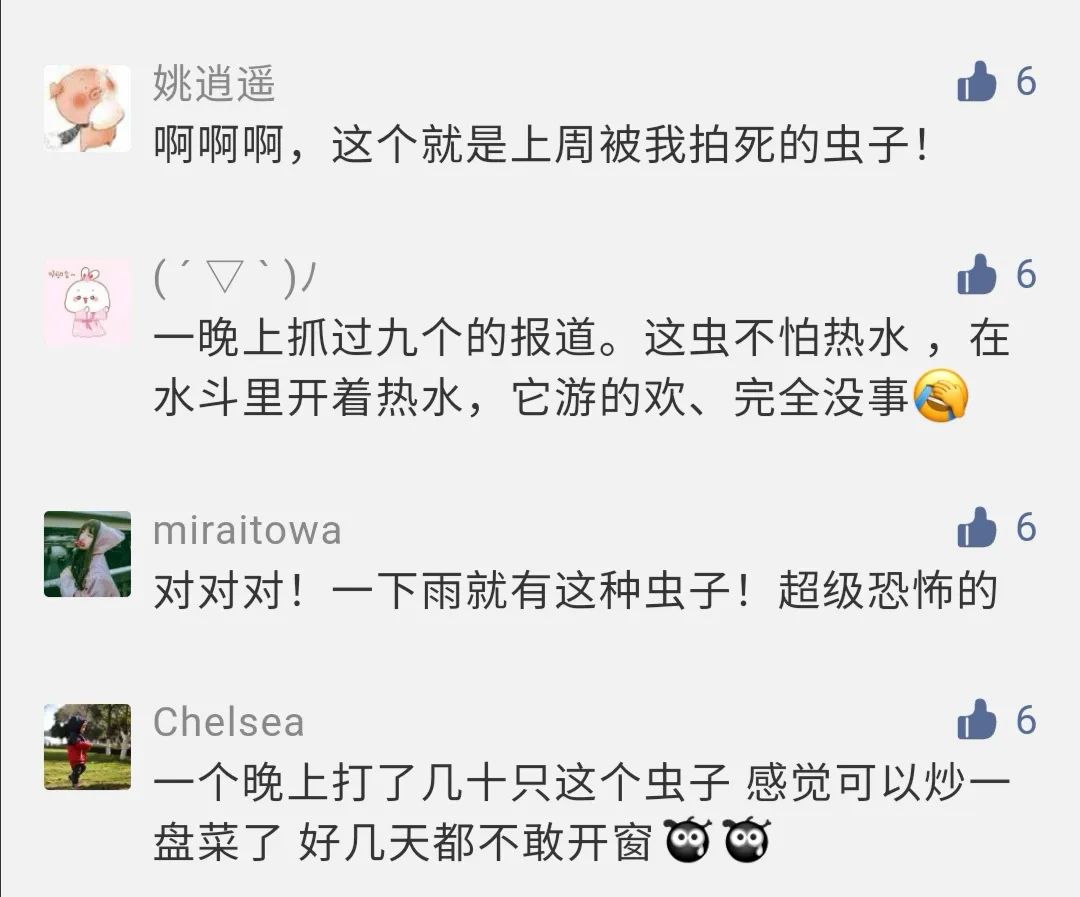 农村发现小黑虫,请问家里出现的这种小黑虫是什么